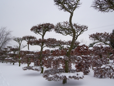 Carpinus betulus