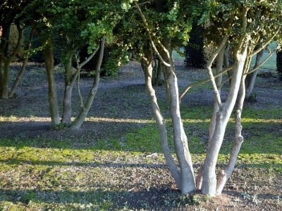 ... zelfs een windhoos zal het hout niet schaden. Buxus sempervirens 'Rotundifolia'