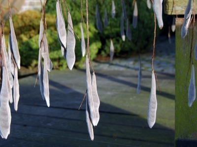 Wisteria floribunda 'Issai-naga'