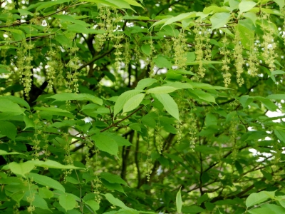 Acer carpinifolia