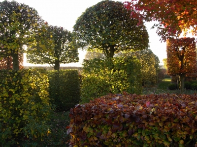 Topiairs in strijkend ochtendlicht Acer campestre