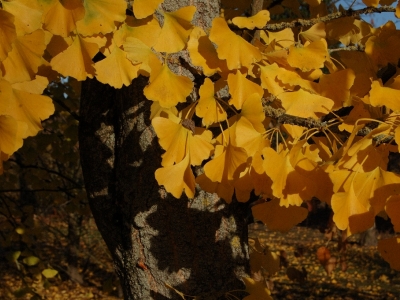 Ginkgo biloba