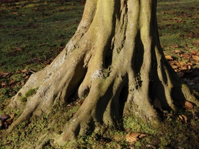 Carpinus betulus