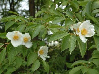 Stewartia pseudocamellia