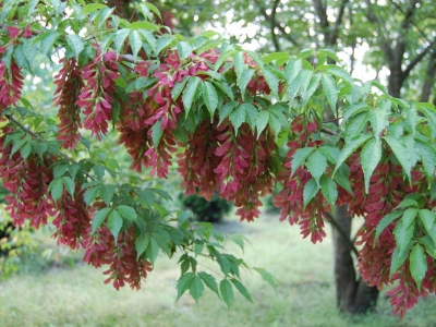 Acer cissifolium