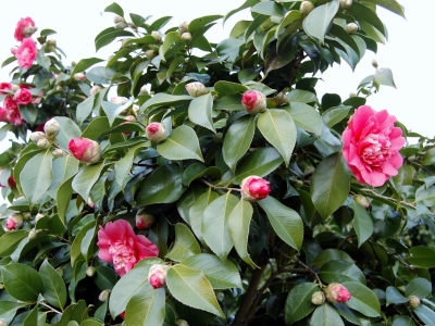 Camellia japonica