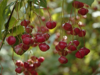 Euonymus planipes