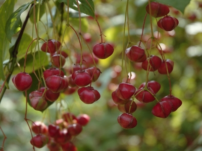 Euonymus planipes