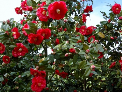 Camellia japonica