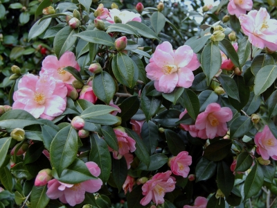 Camellia japonica