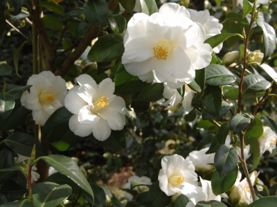 Camellia japonica