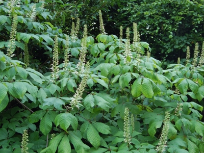 Aesculus parviflora