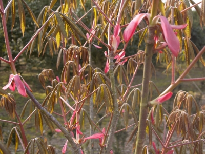 Aesculus pavia var splendens