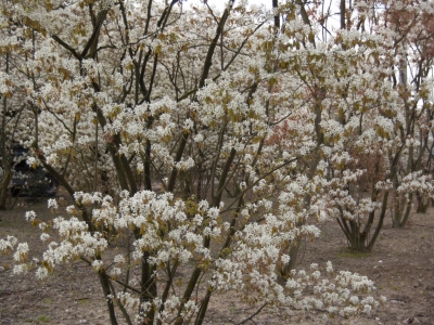 Amelanchier lamarckii