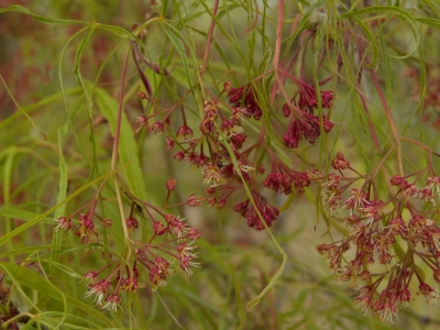 Acer palmatum 'Linearilobum'