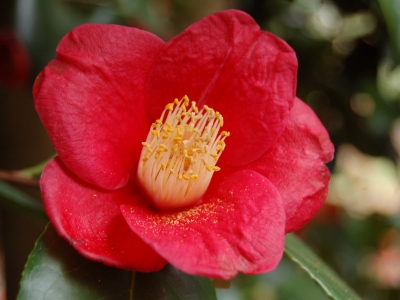 Camellia japonica