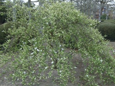 Exochorda  'The Bride'