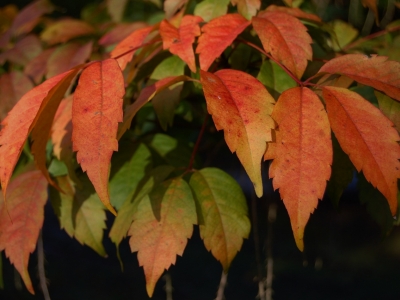 Acer cissifolium