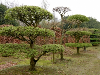 Carpinus betulus