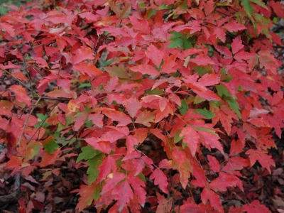 ...een ander jaar rood en ook wat groen... Acer griseum