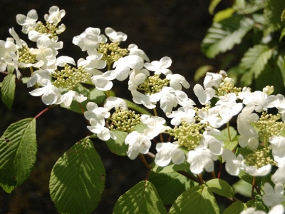 Viburnum plicatum 'Lanarth'