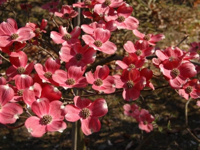 Cornus florida