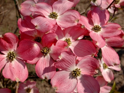 Cornus florida