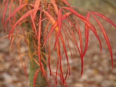 Acer palmatum 'Linearilobum'