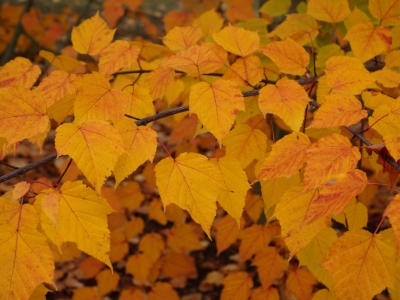 Acer capillipes