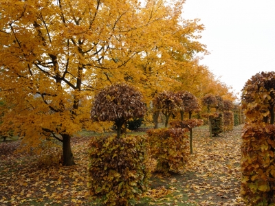 Acer zoeschense 'Annae'