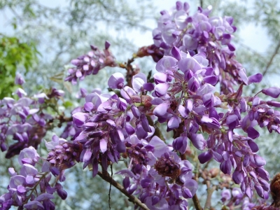 Wisteria brachybotrys 'Okayama'