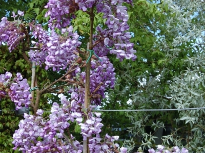 Wisteria brachybotrys 'Okayama'