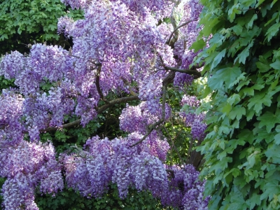 Wisteria sinensis 'Amethyst'