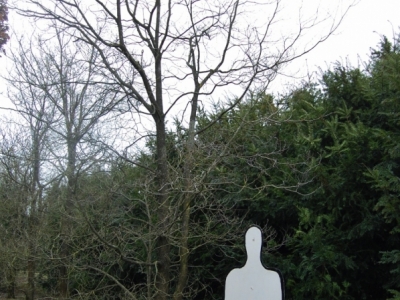 Cornus florida 'White Cloud'