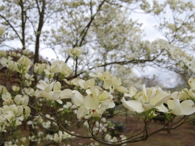 Cornus florida 'White Cloud'