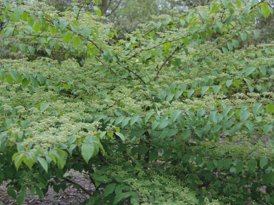 Viburnum plicatum 'Lanarth'