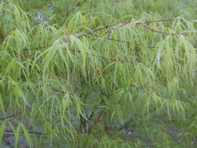 Acer palmatum 'Linearilobum'