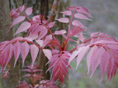 Toona sinensis 'Flamingo'
