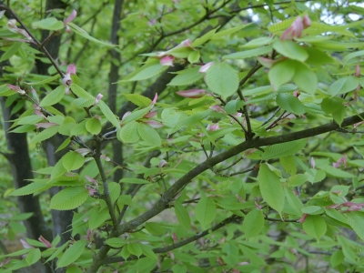Acer carpinifolia