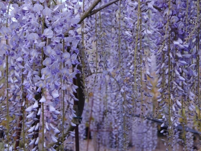 Wisteria 'Lavender Lace'