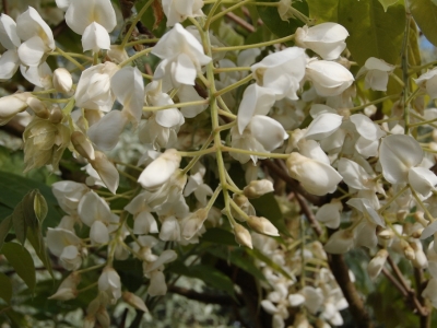 Wisteria brachybotrys 'Shiro-kapitan'