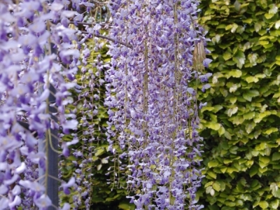 Wisteria floribunda 'Multijuga'