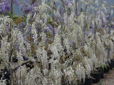 Wisteria sinensis 'Alba'