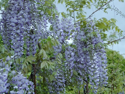 Wisteria 'Lavender Lace'