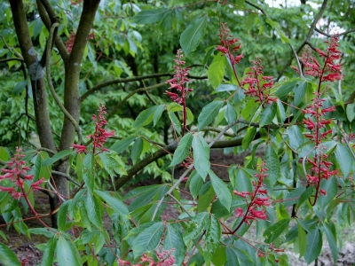 Aesculus pavia var splendens