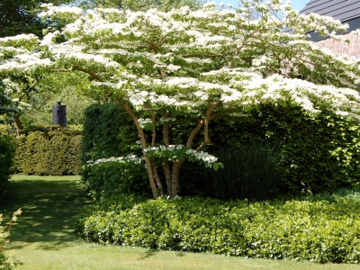 Viburnum plicatum 'Lanarth'