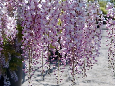 Wisteria floribunda 'Honbeni'