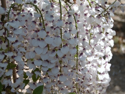 Wisteria floribunda 'Kimono'