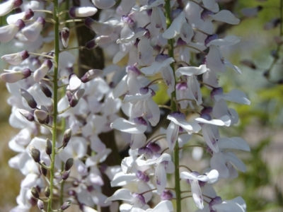 Wisteria floribunda 'Kimono'