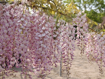 Wisteria floribunda 'Honbeni'